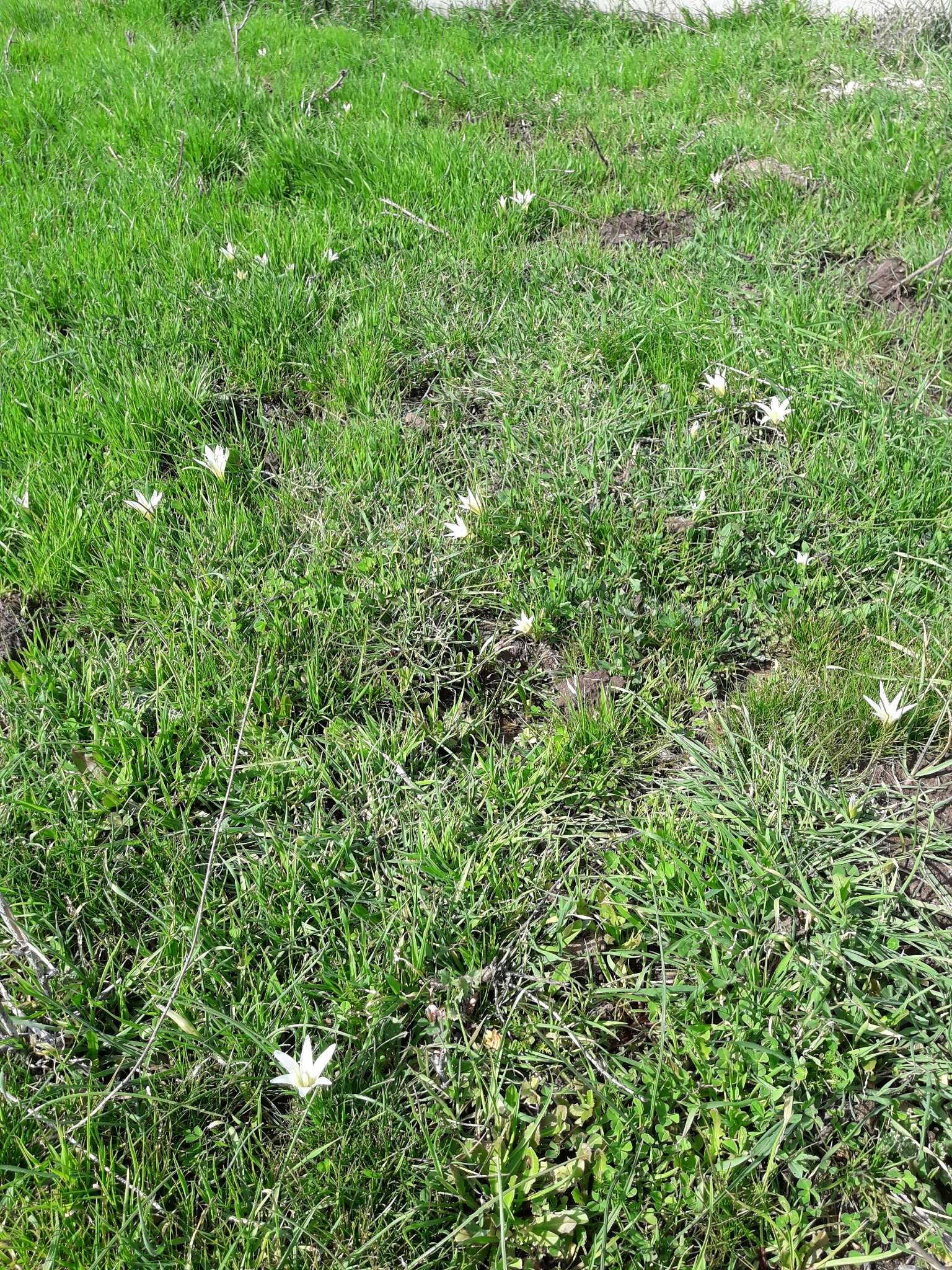 Image of crocus-leaved ROMULEA