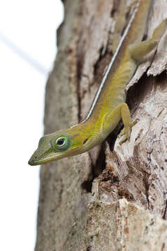 Image of Cuban green anole