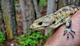 Image of Red-lipped Arboreal Alligator Lizard