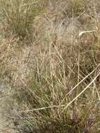 Image of spidergrass