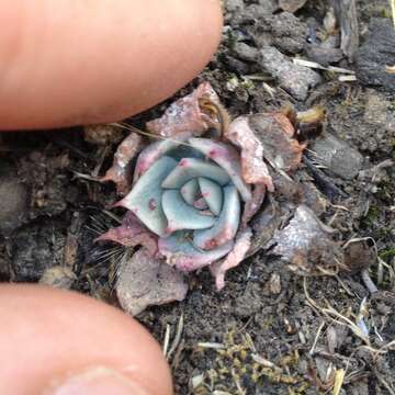 Image of Echeveria subalpina Rose & Purpus