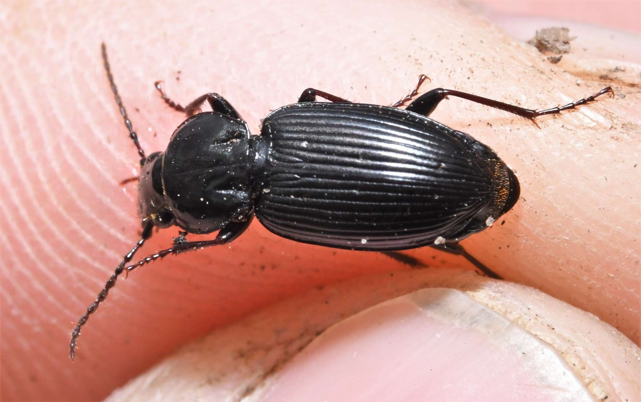 Image of Pterostichus (Bothriopterus) mutus (Say 1823)