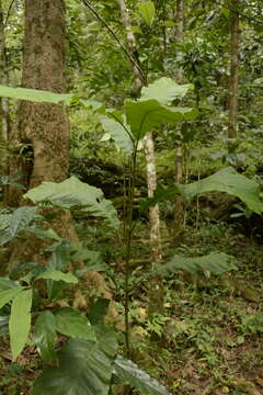 Image of Semecarpus travancorica Bedd.