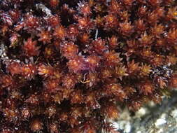 Image of andreaea moss