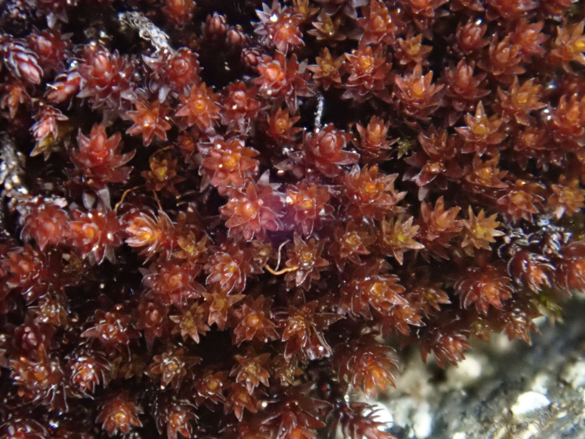 Image of andreaea moss