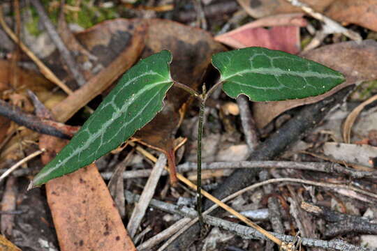 Imagem de <i>Clematis aristata</i>