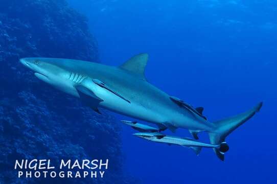 Image of Gray Reef Shark