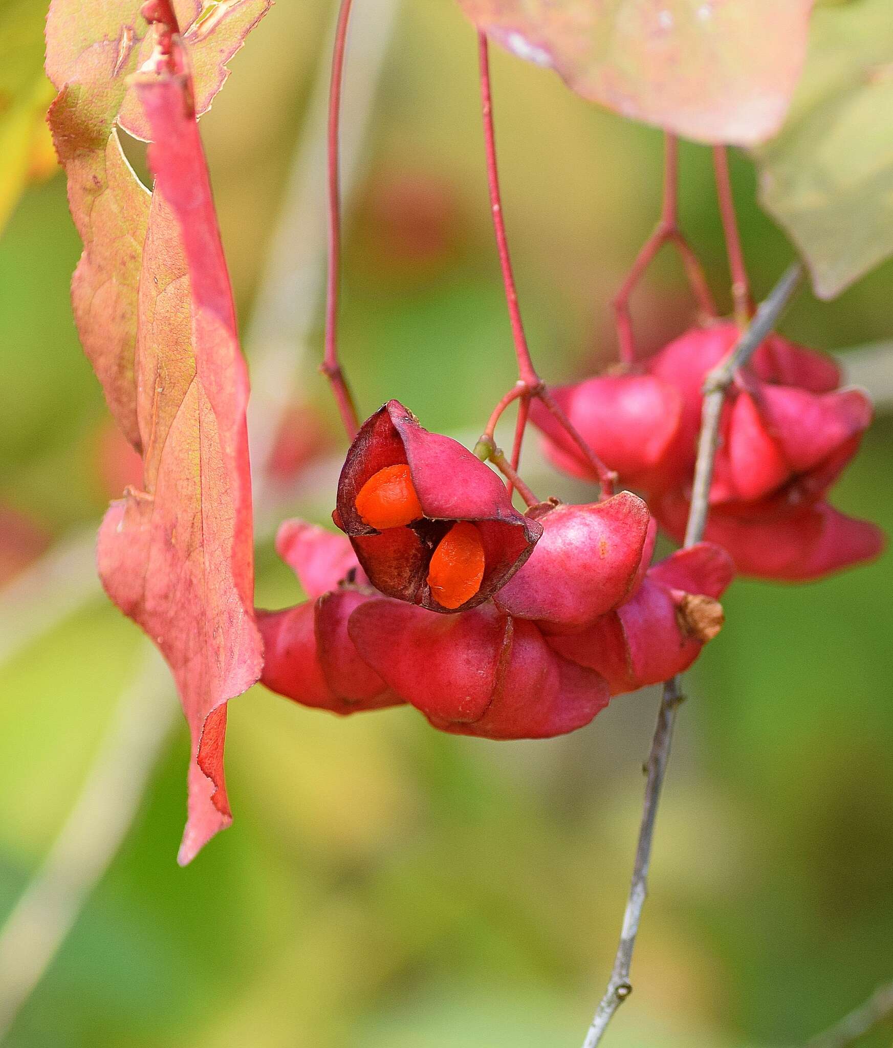 Imagem de Euonymus latifolius (L.) Mill.