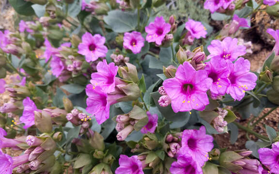 Image de Mirabilis multiflora (Torr.) Gray