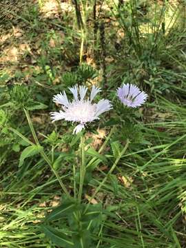 Слика од Stokesia