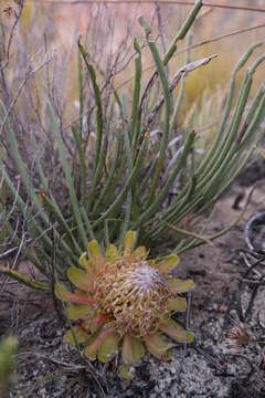 Image of Protea revoluta R. Br.