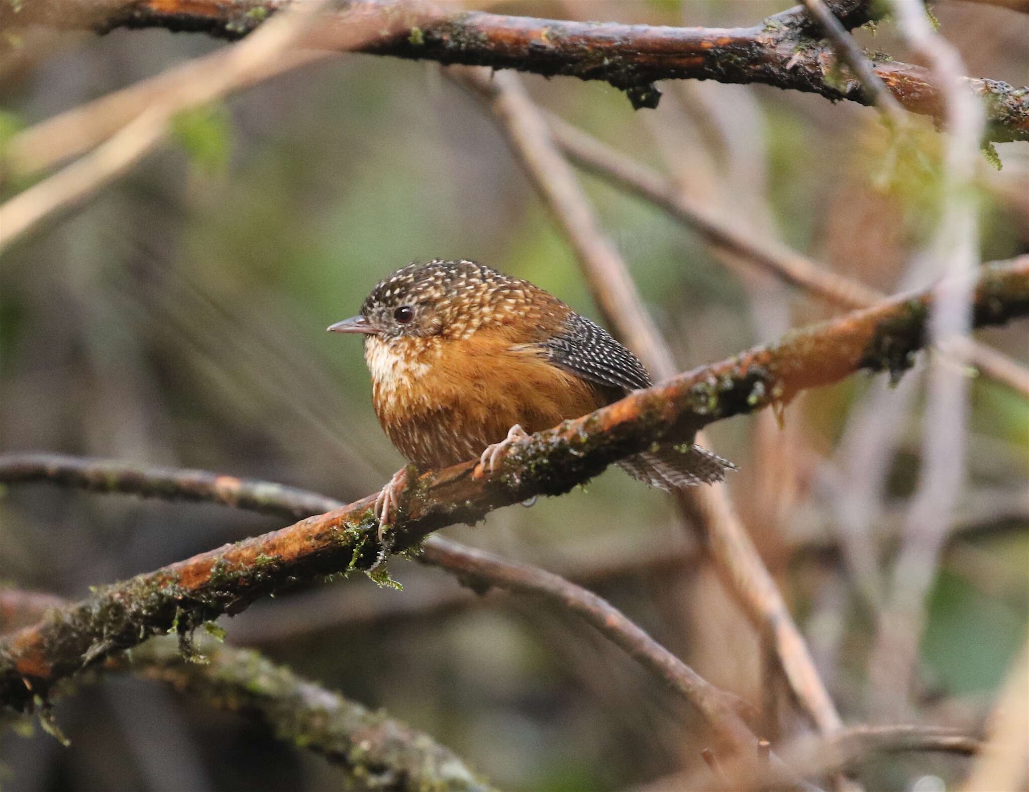 Слика од Spelaeornis troglodytoides (Verreaux & J 1871)