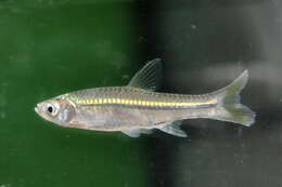 Image of Silver rasbora