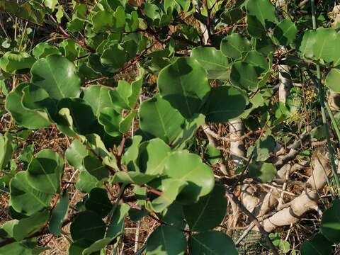 Image of pistachio nut