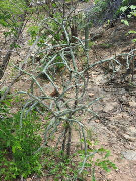 Image of Cylindropuntia thurberi subsp. thurberi