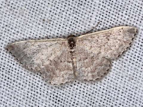 Image of Idaea philocosma Meyrick 1888