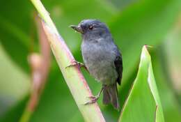 Image of Slaty Flower-piercer