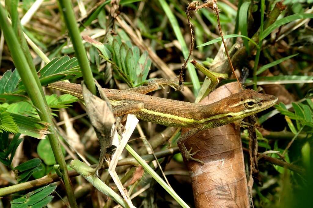 Image of Grass Anole