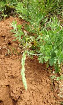 Oenothera hispida (Benth.) W. L. Wagner, Hoch & Zarucchi resmi