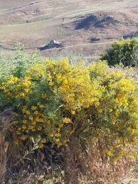 Imagem de Cleomella arborea var. globosa (Coville) J. C. Hall & Roalson