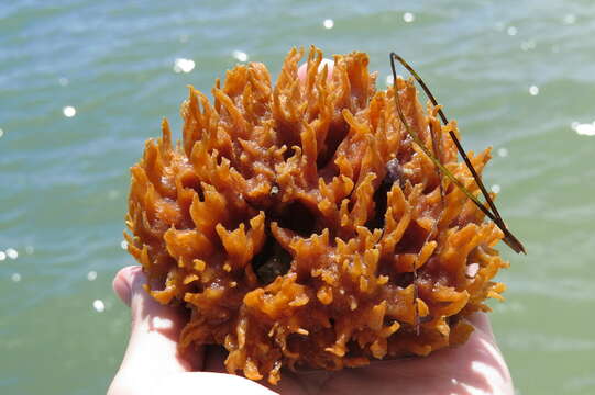 Image of diurnal horny sponge