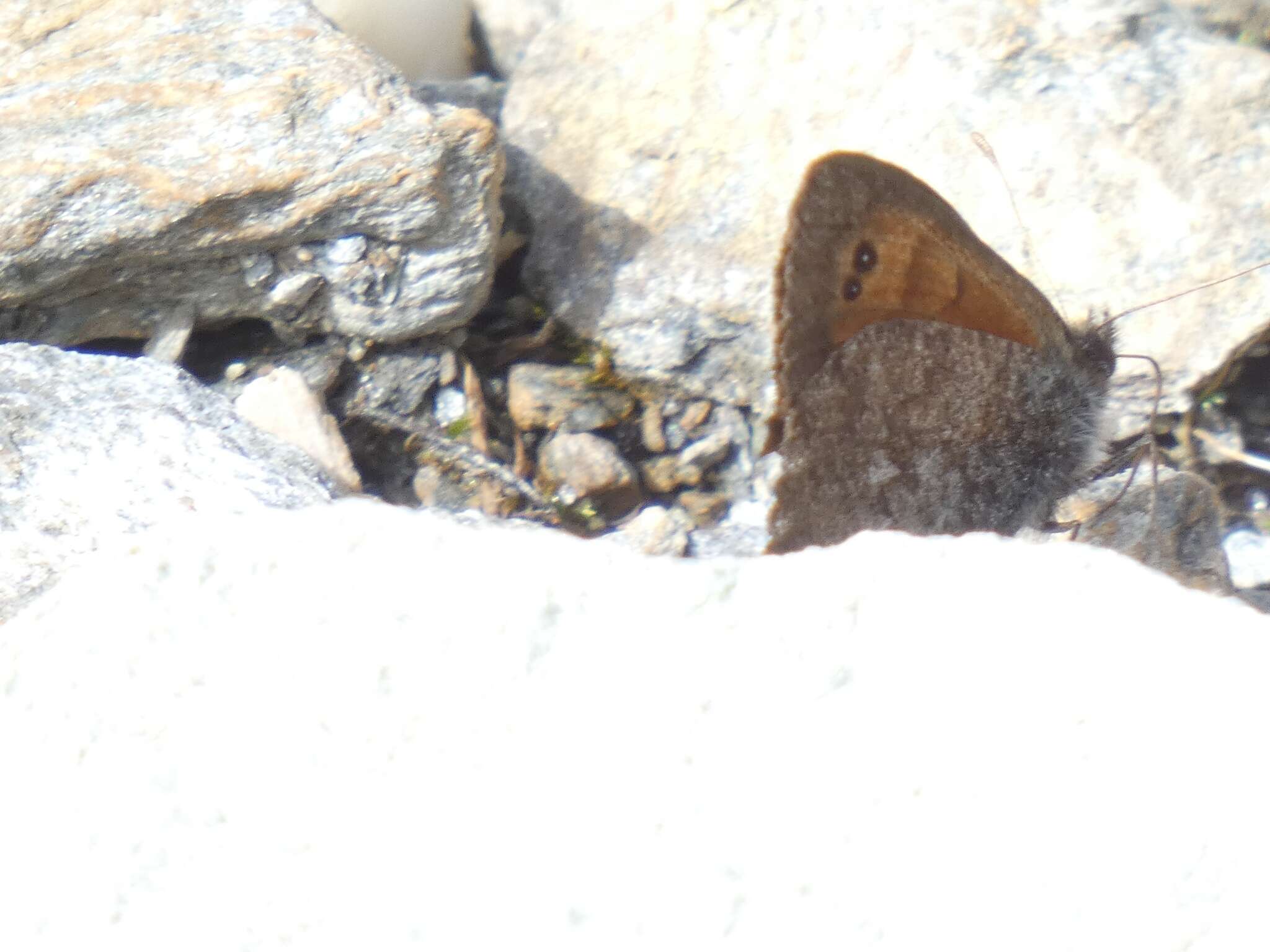 Image of Common Brassy Ringlet