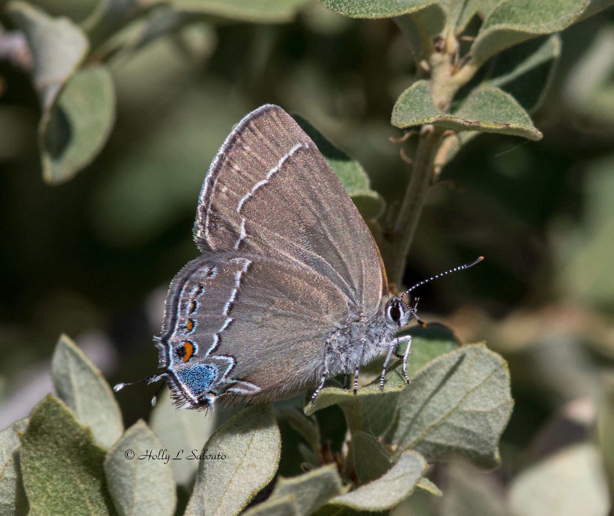 صورة Satyrium polingi polingi