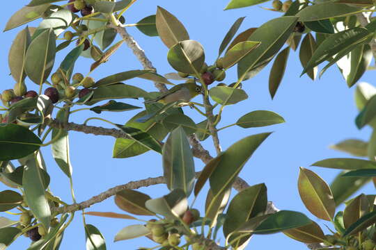 Image of Western Silvereye