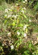 Image of Santa Rita snakeroot