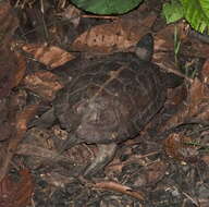 Image of Spiny turtle