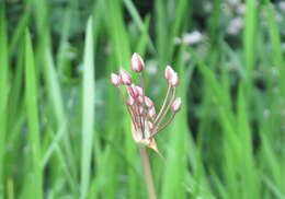 Image de Butomaceae