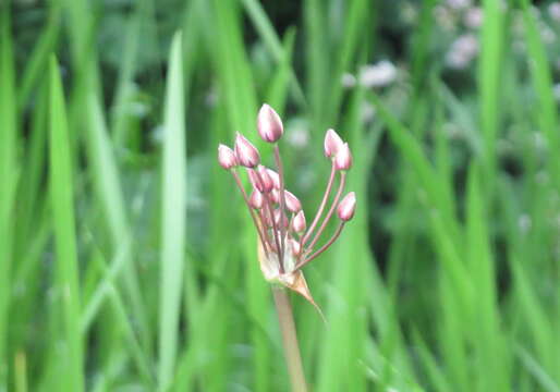 Image of flowering rush family