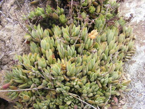 Image of Crassula lanuginosa Harv.