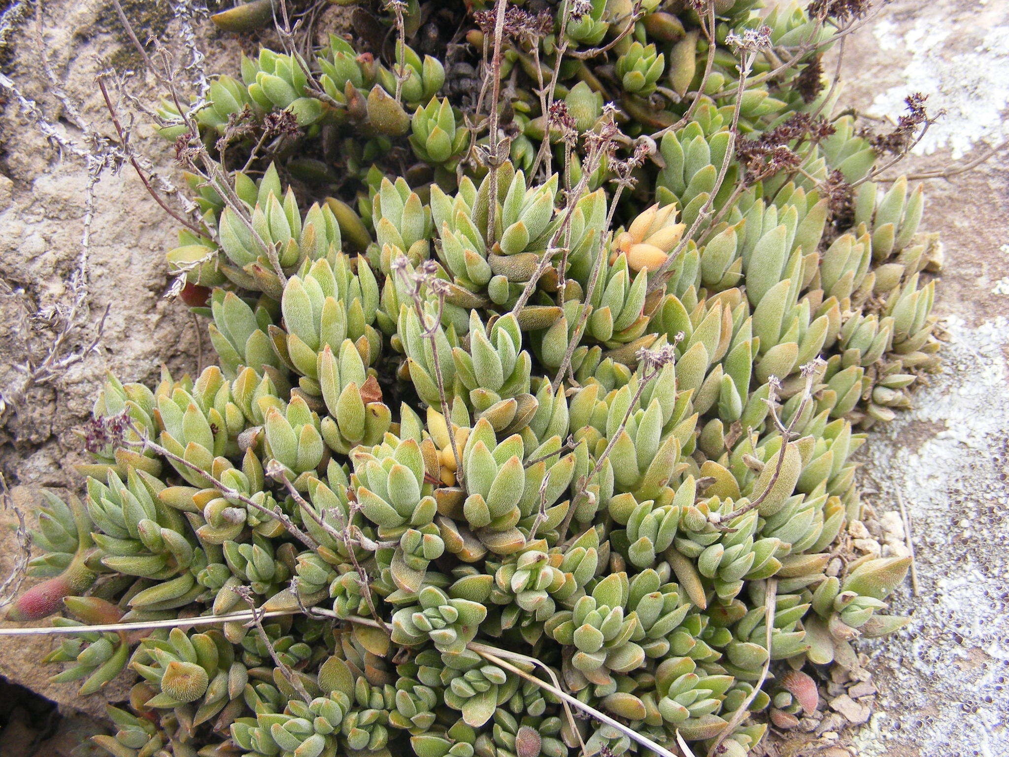 Image of Crassula lanuginosa var. pachystemon (Schönl. & Bak. fil.) Tölken