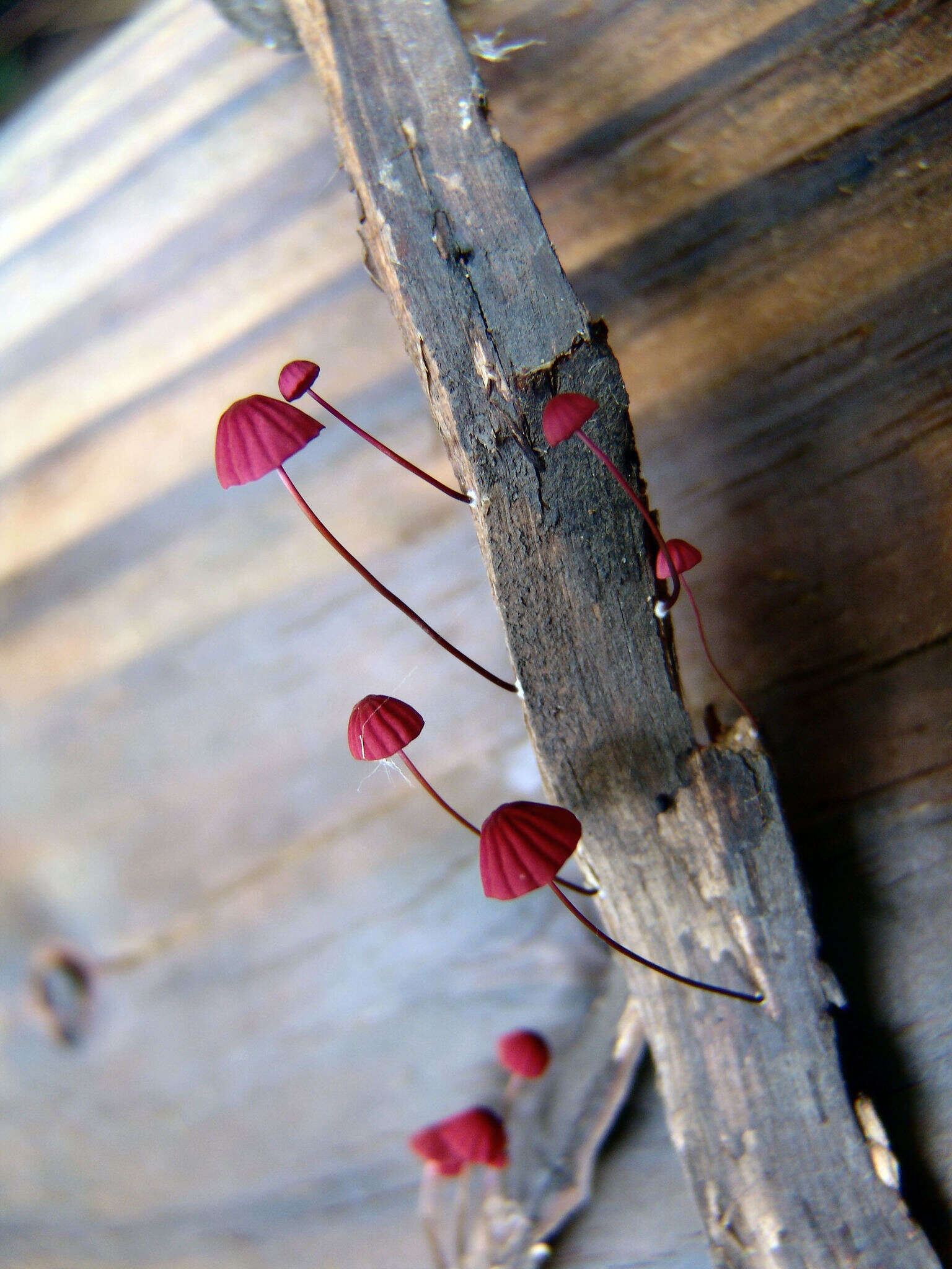 Image of Marasmius pulcherripes Peck 1872