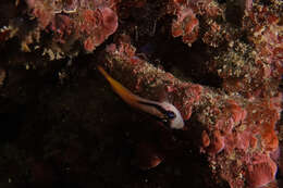 Image of Yellow-and-black Triplefin