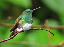 Image of Snowy-bellied Hummingbird