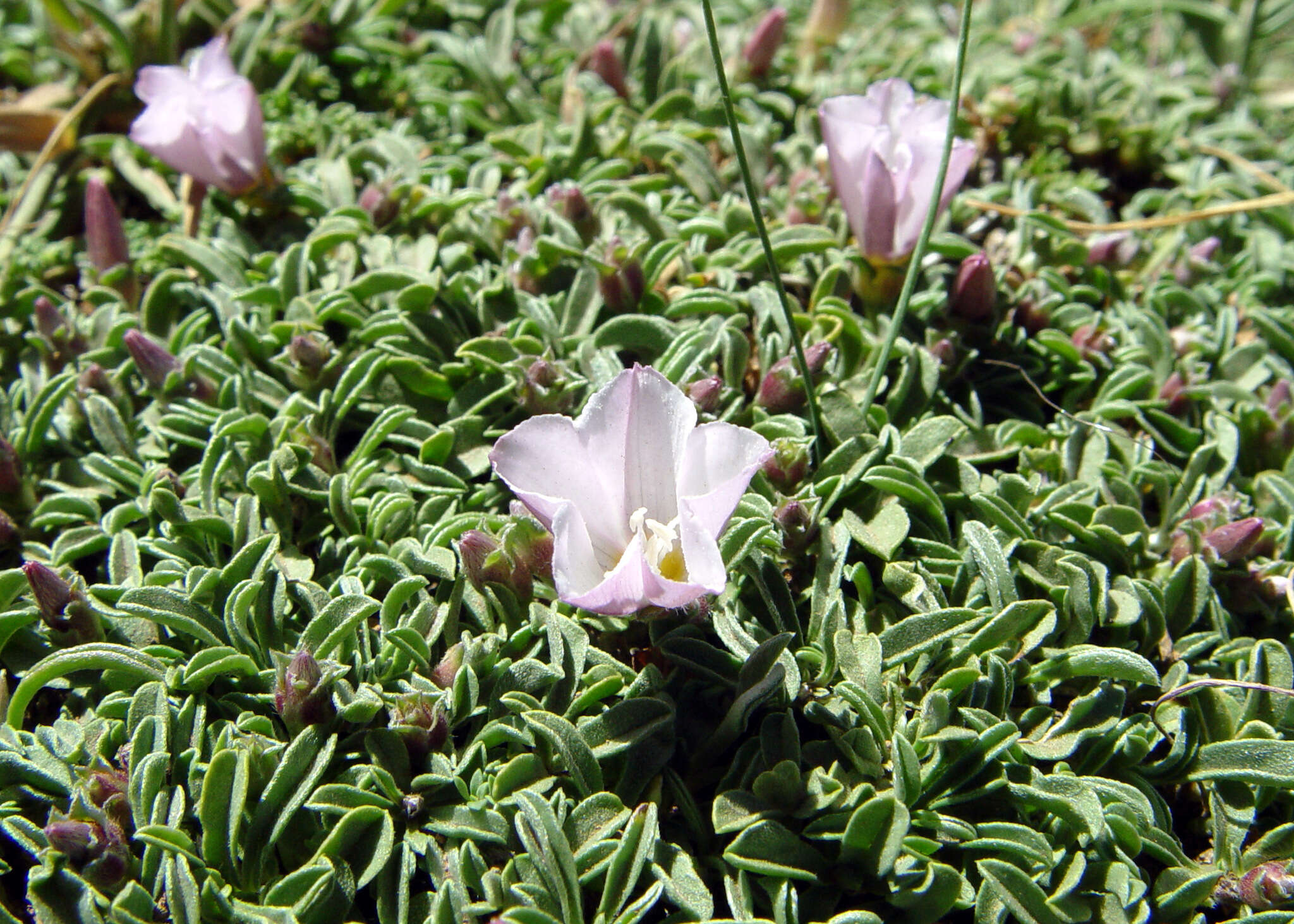 Image of Convolvulus libanoticus Boiss.