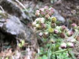 Image de Eschenbachia japonica (Thunb.) J. Kost.