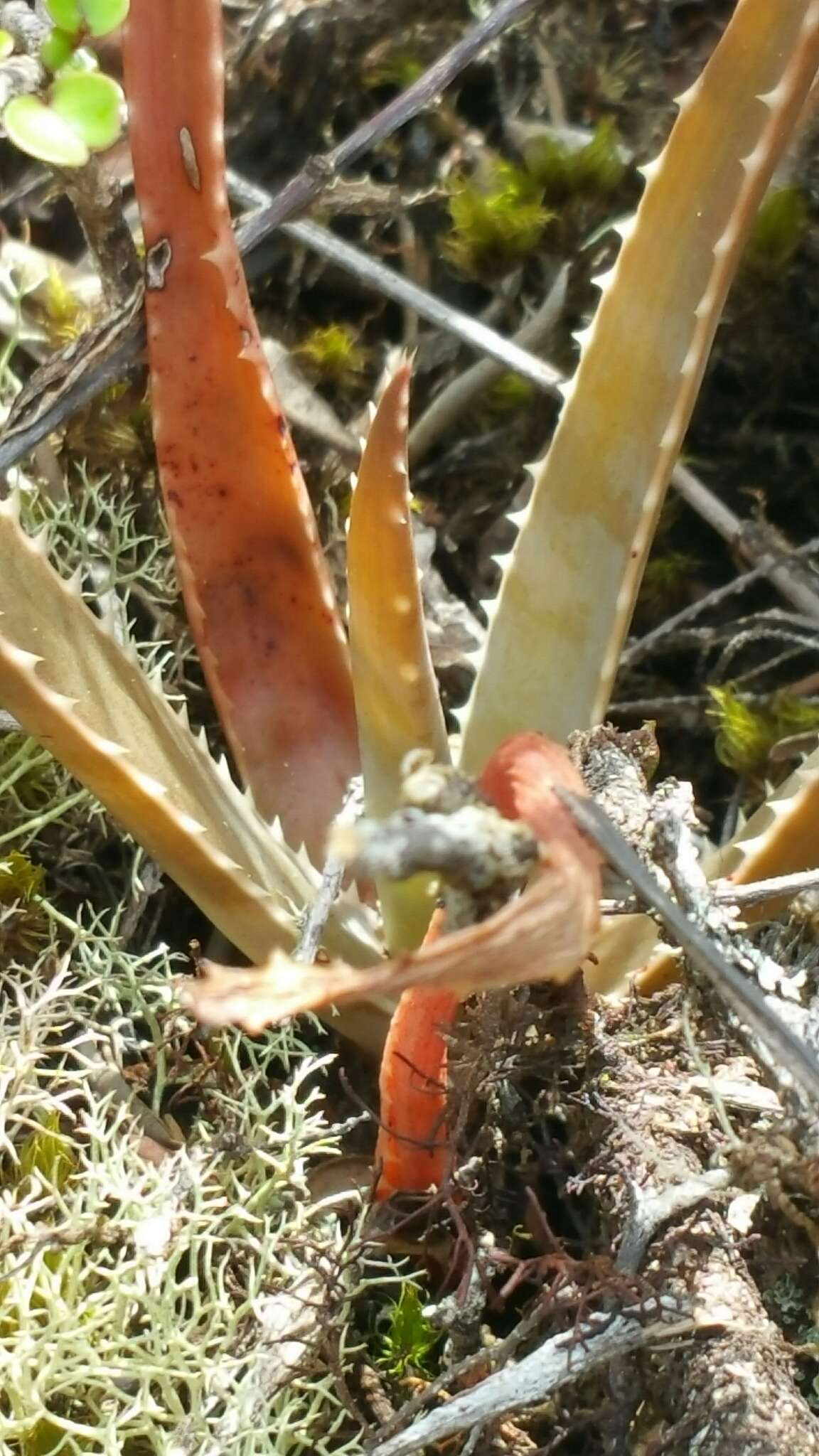 Image of Aloe leandrii Bosser