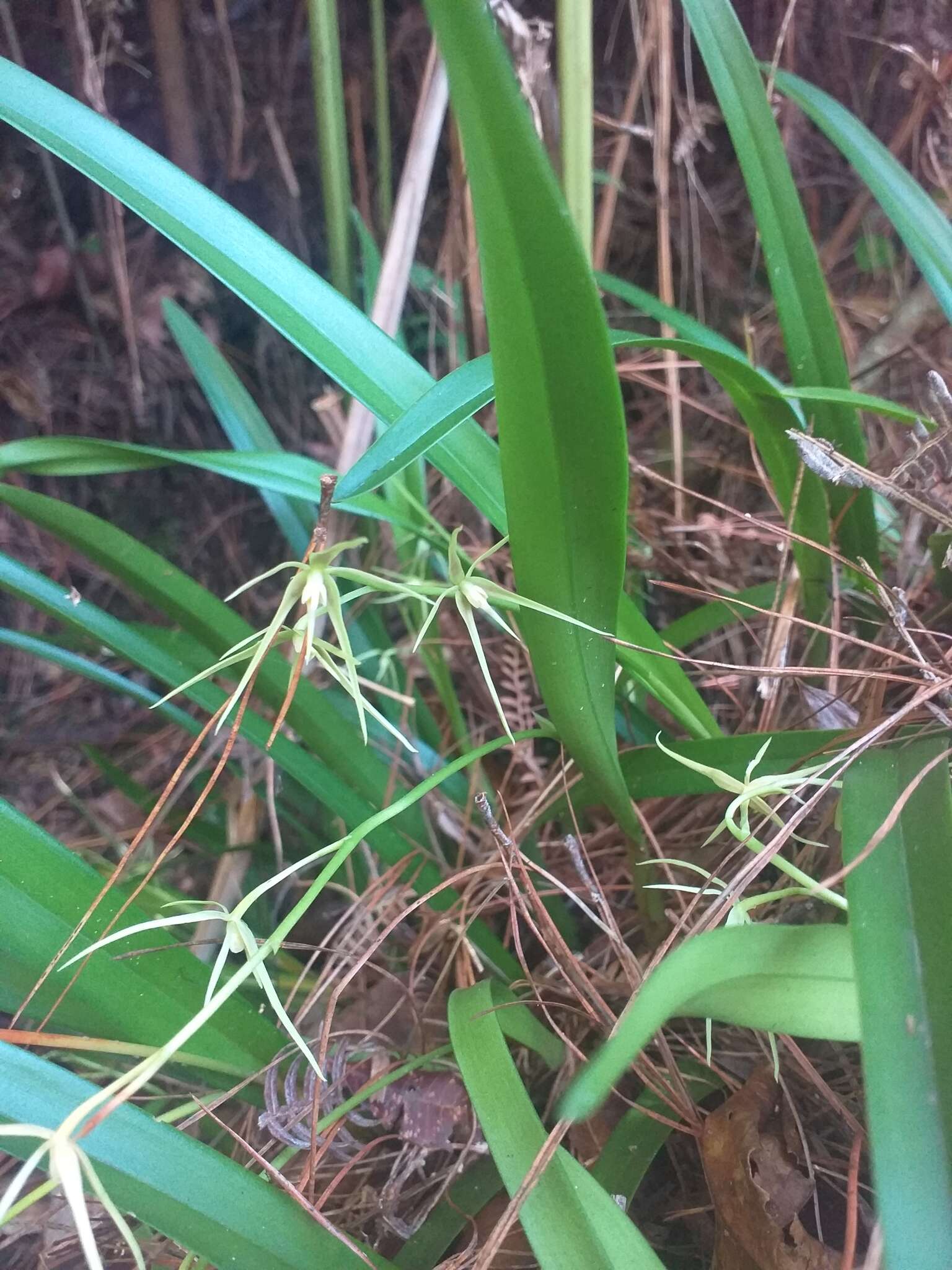 Image of Prosthechea rhynchophora (A. Rich. & Galeotti) W. E. Higgins