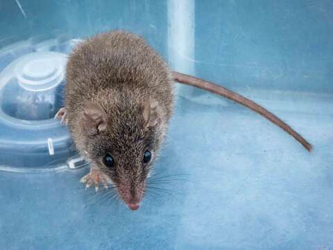 Image of Agile Antechinus