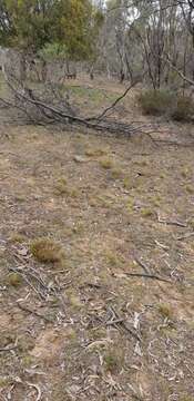 Image of serrated tussock