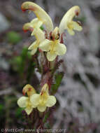 Imagem de Pedicularis oederi Vahl