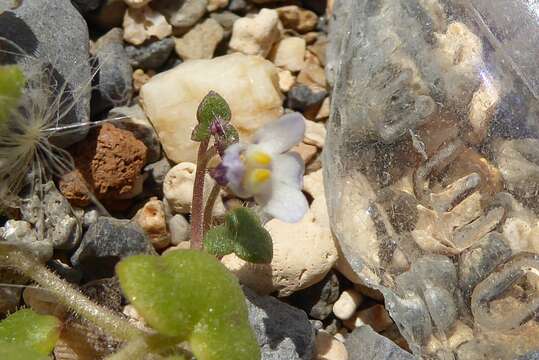 Image of Cymbalaria microcalyx subsp. microcalyx