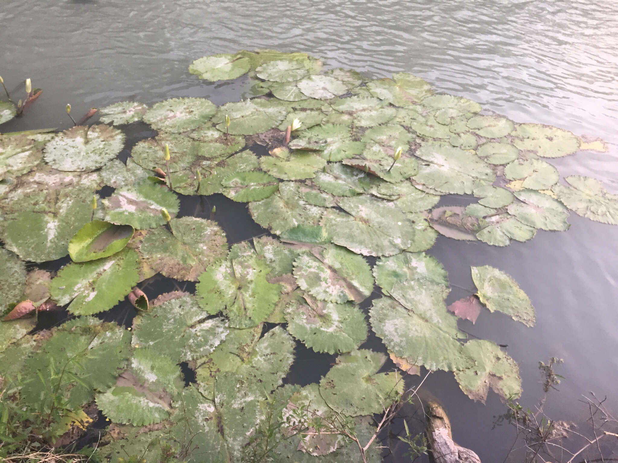 Image de Nymphaea ampla (Salisb.) DC.