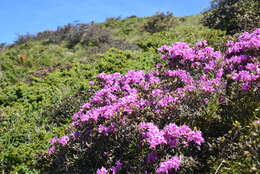 Imagem de Rhododendron rubropilosum var. taiwanalpinum (Ohwi) S. S. Ying