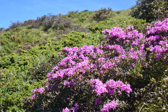 Imagem de Rhododendron rubropilosum var. taiwanalpinum (Ohwi) S. S. Ying