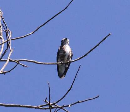 Image of White-browed Purpletuft