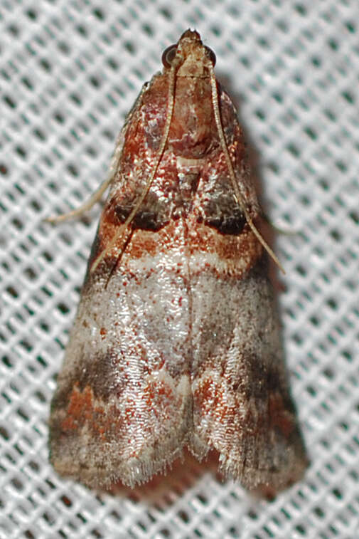 Image of Hickory Leafstem Borer